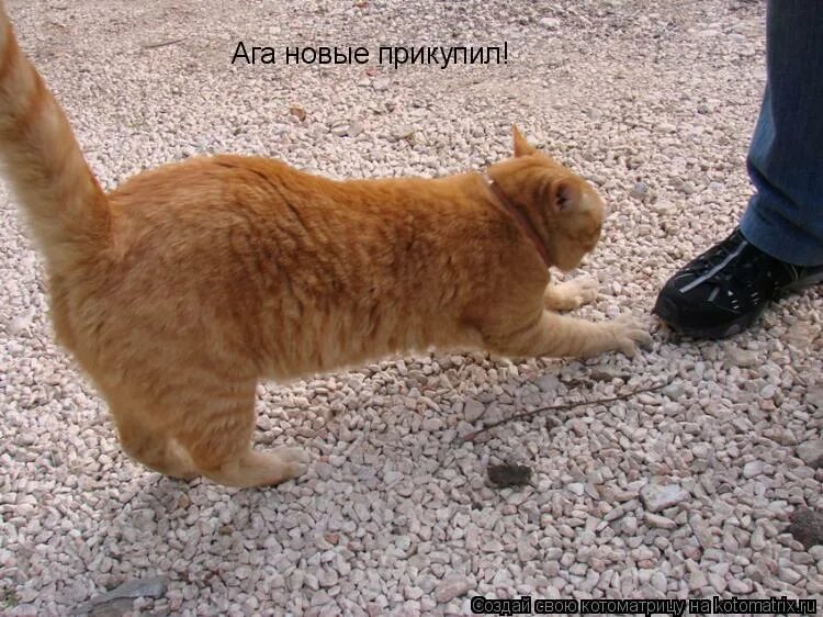 Пожалуйста фото картинки. Котик пожалуйста. Кот в сапогах глаза. Пожалуйста картинки. Пожалуйста просьба.