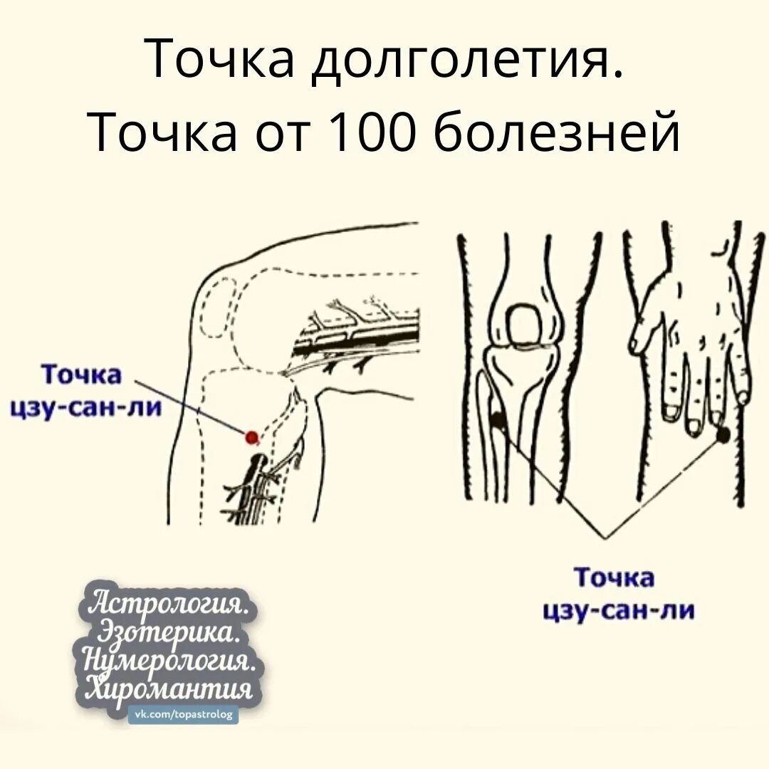 Цзу-Сан-ли точка долголетия. ЦЗУСАНЬЛИ расположение точки. Точка Цзу Сан ли точка долголетия. Точка долголетия от ста болезней Цзу-Сан-ли е 36.