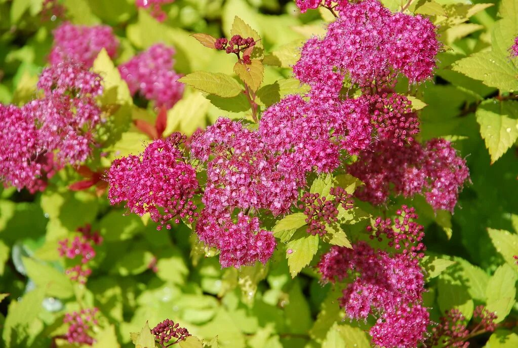 Спирея японская мэджик карпет. Спирея японская (spiraea japonica). Спирея японская голден карпет. Спирея японская мэджик. Спирея японская голден карпет.