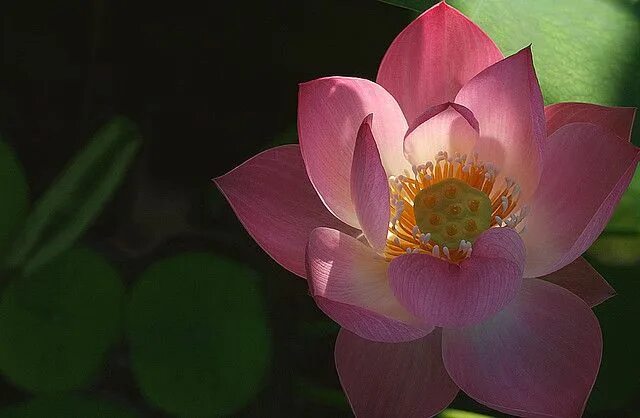 Purple & Yellow Lotus Flower Lotus flower art, Flowers, Crown chakra