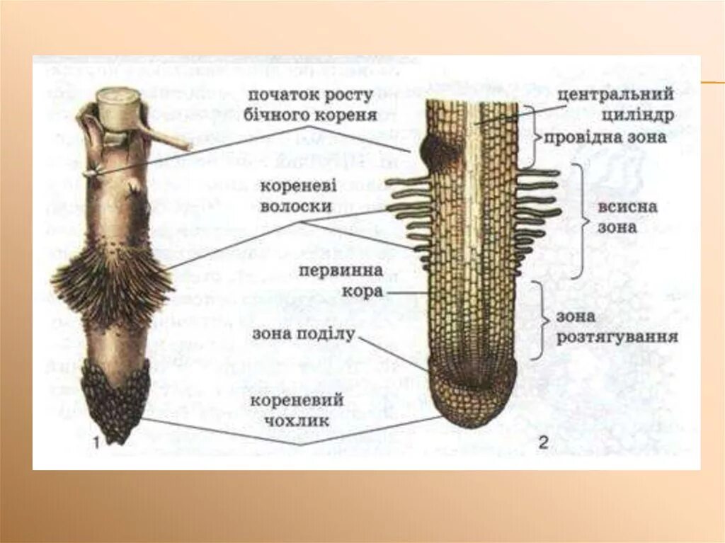 Внутреннее строение корня и его зоны. Строение корня зоны. Строение корня в зоне всасывания. Внешнее строение корня. Плавно корень