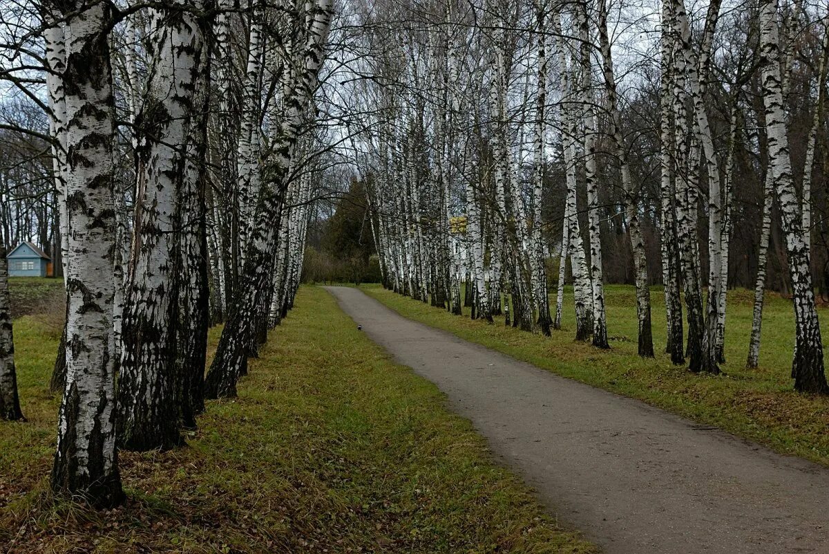 Березовая аллея ясная поляна. Березовая роща омск. Ясная поляна березовый прешпект. Березовая аллея в ясной поляне. Березовая аллея ясная поляна.