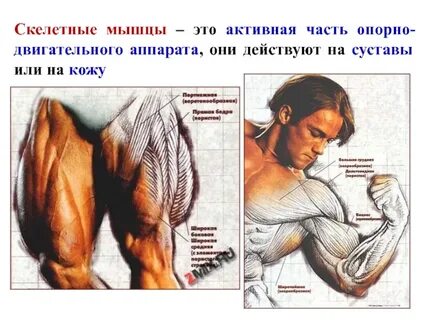 Мышцы введение