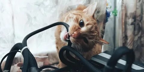 Как отучить грызть провода