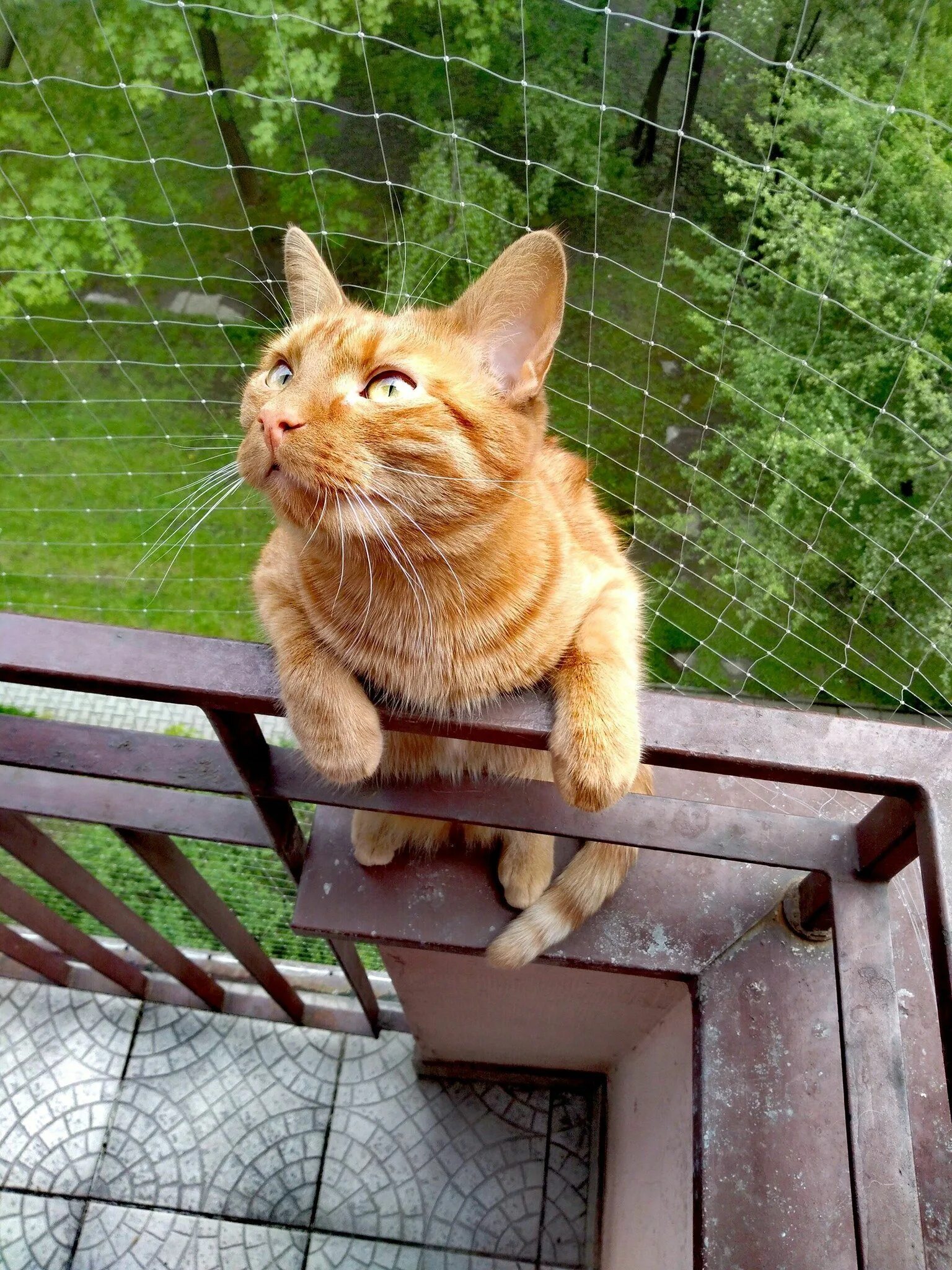 Сетка на балкон для кошек. Сетка на балконе для кота. Съемный кошачий балкончик. Кошачий балкон