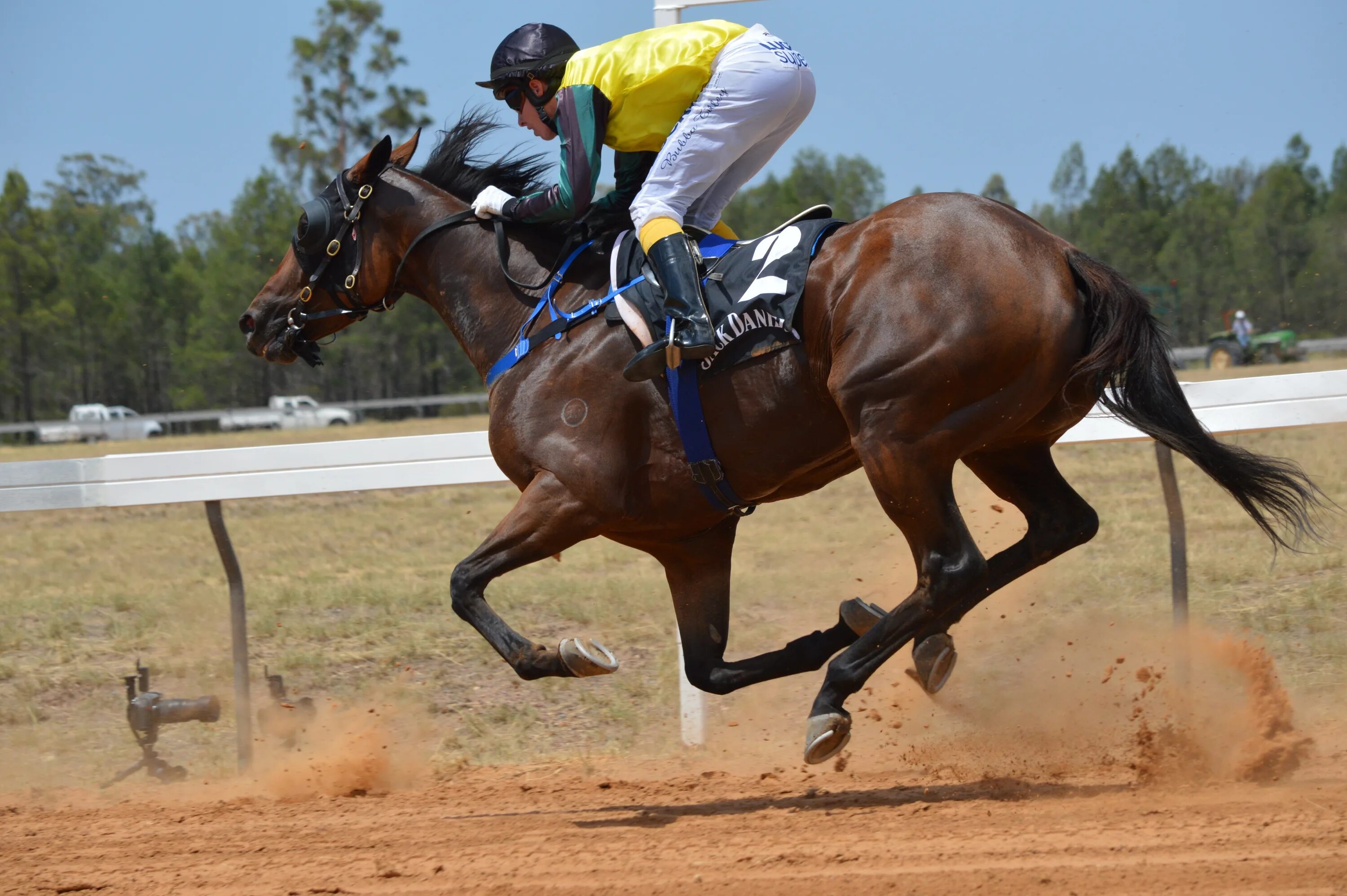 Sports horse. Жокей конный спорт. Скаковые породы лошадей. Жокей скачки. Скаковые спортивные лошади Забайкальского края.