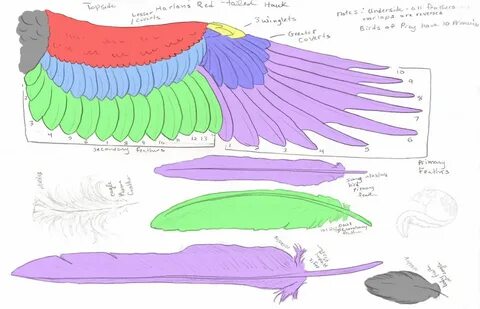 How to get wings