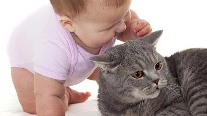 Аллергия на кошек. Аллергия на животных у детей. Аллергия на шерсть кошек у детей. Аллергическая реакция на кошек у детей.
