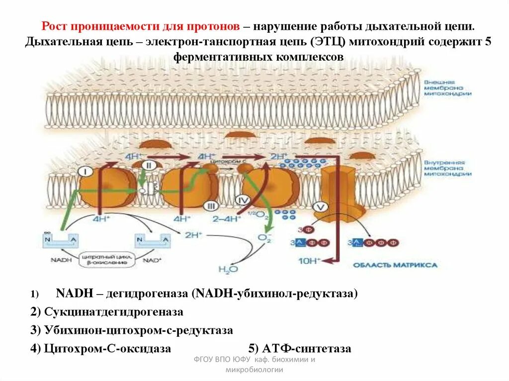 Пол липидов. Дыхательная цепь биохимия. Дыхательная цепь митохондрий. Перекисное окисление липидов схема. Перекисное окисление липидов мембран.