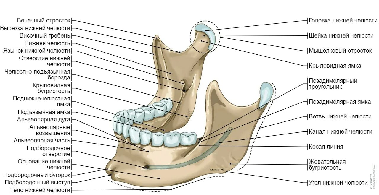 Подбородочный Выступ нижней челюсти. Венечный отросток нижней челюсти анатомия. Нижняя челюсть анатомия атлас Синельникова. Двубрюшная ямка нижней челюсти анатомия.
