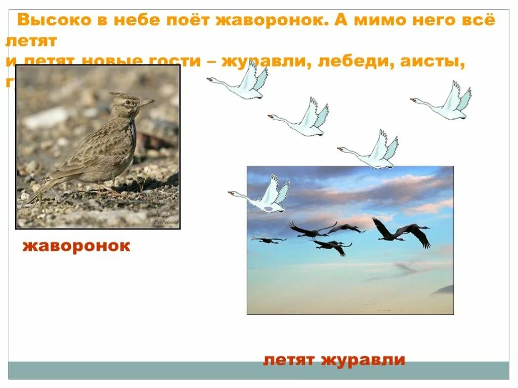 Стая перелетных птиц. Жаворонки журавли. Жаворонки журавли. Журавль и жаворонок. Жаворонки в небе.