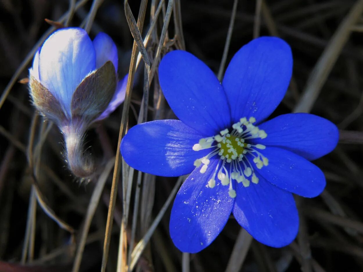 Голубой перелеской. Печёночница обыкновенная. Печеночница hepatica Nobilis. Печеночница трансильванская. Печёночница обыкновенная цветок.