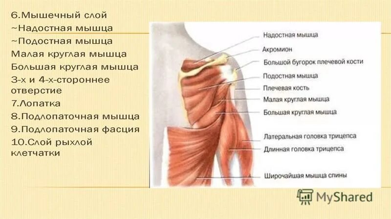 верхние отделы желудочно-кишечного тракта. синдром поражения респираторного тракта. мышца поднимающая лопатку иннервация. строение гортани надгортанник. надскладочное пространство гортани.