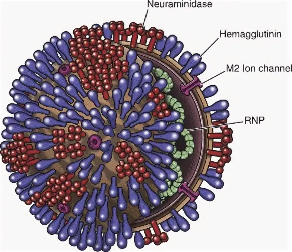 Нейраминидаза вируса. Нейраминидаза это микробиология. Нейраминидаза гриппа. Нейраминидаза субстрат. Нейраминидаза вируса гриппа