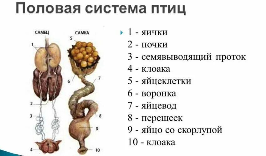 Система органов размножения птиц. Половая система птиц органы. Строение половой системы курицы. Строение системы органов размножения птиц.