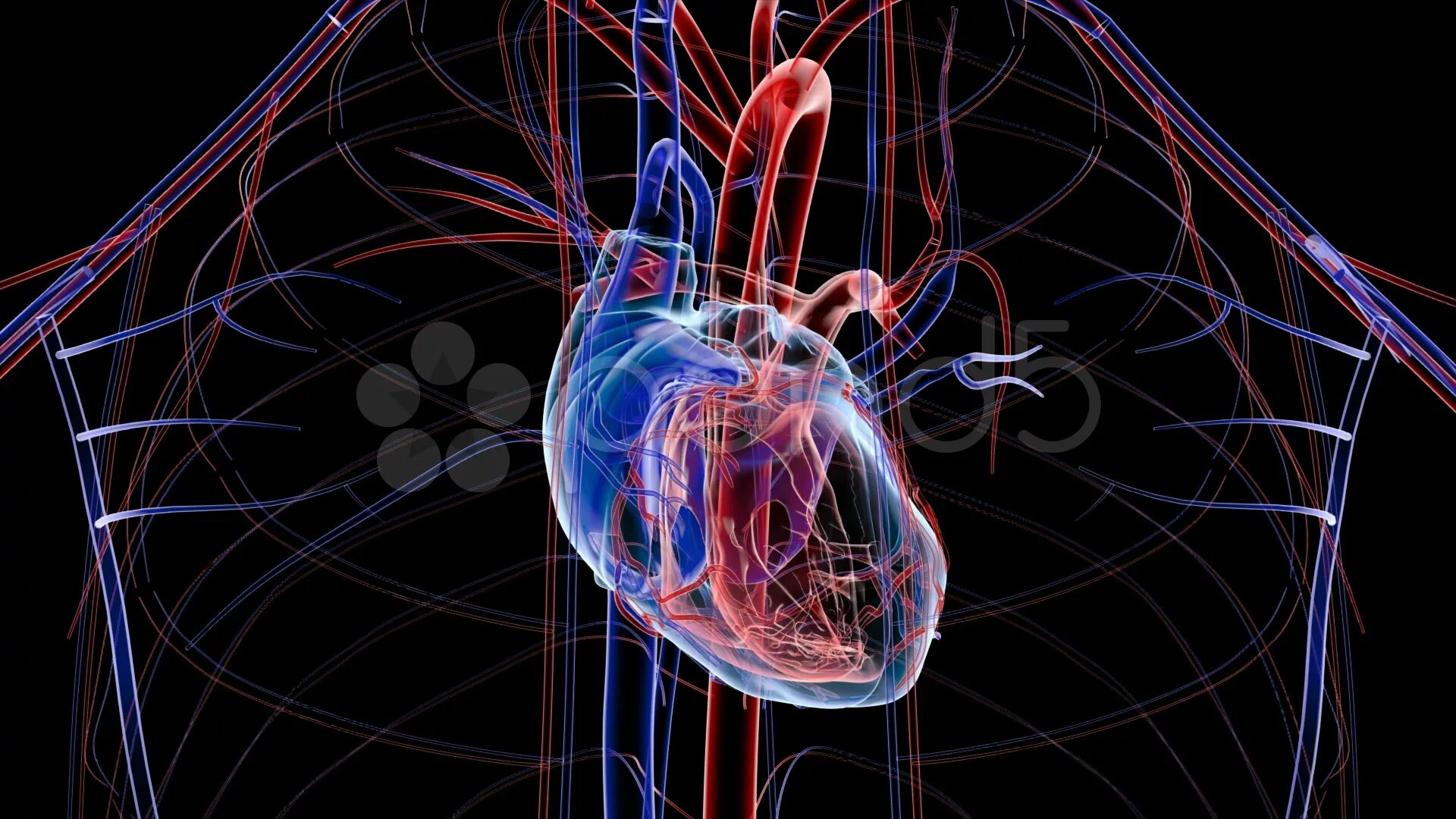 Сосуды сердца. Сердечно сосудистая система. Система кровообращения.