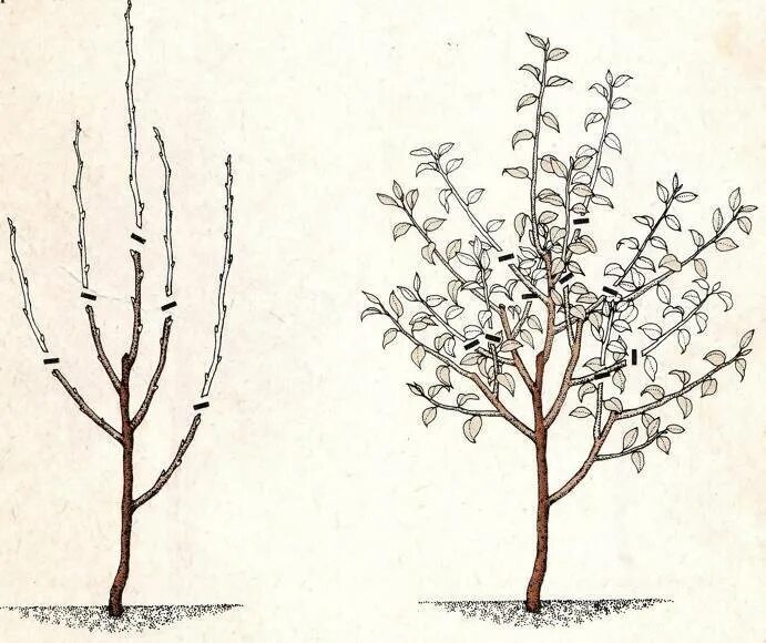 Формировка кроны яблони. Подрезка груши весной формирование кроны. Обрезать грушу весной. Формировка кроны груши Чижовская. Нужно ли обрезать яблоню