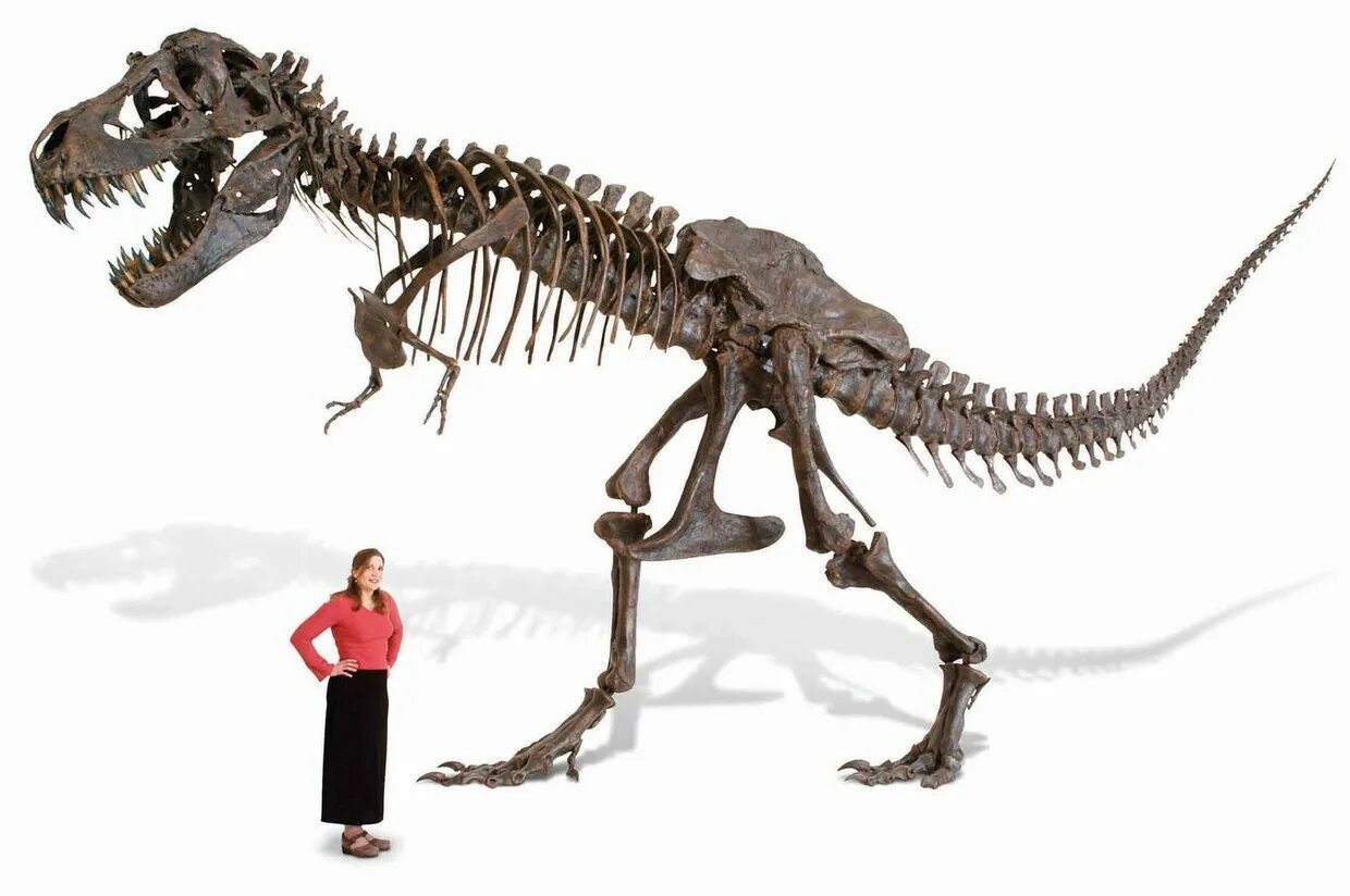 Когда создали динозавров. Тираннозавр рекс кости. Тираннозавр скелет кости. Скелет тираннозавра. Тирекс динозавр кости.