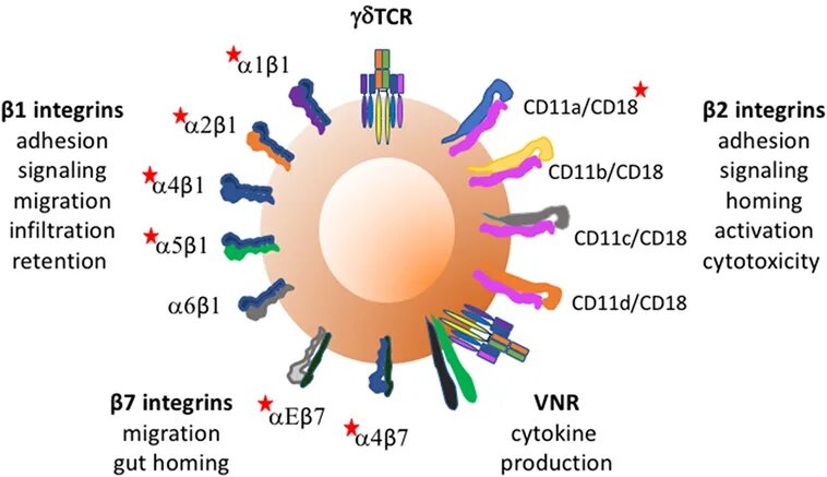 Cd11b иммунология. Cd18 иммунология. Cd11. Интегрин бета-7.