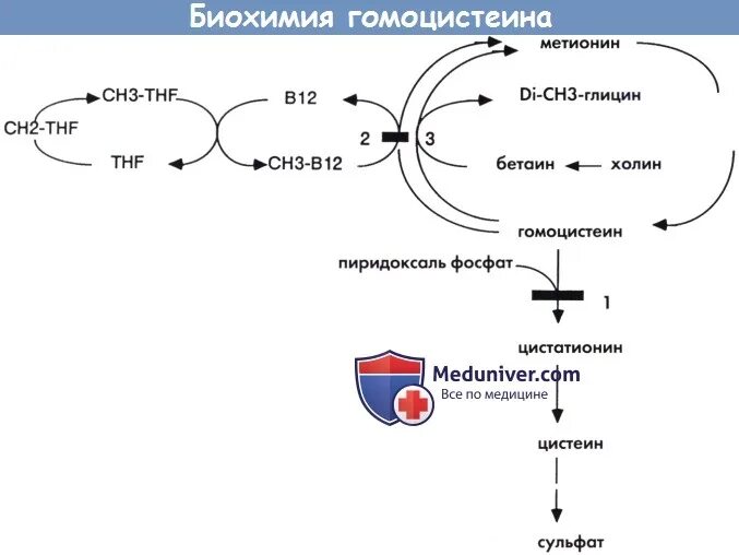 Гомоцистеин биохимия