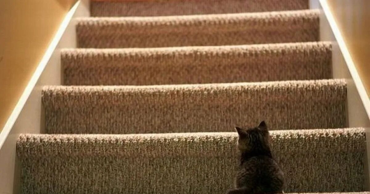 По маленькой лестнице поднялись. Лестница для кота. Коты на лестнице. Ступеньки для кошек. Кот поднимается по лестнице.
