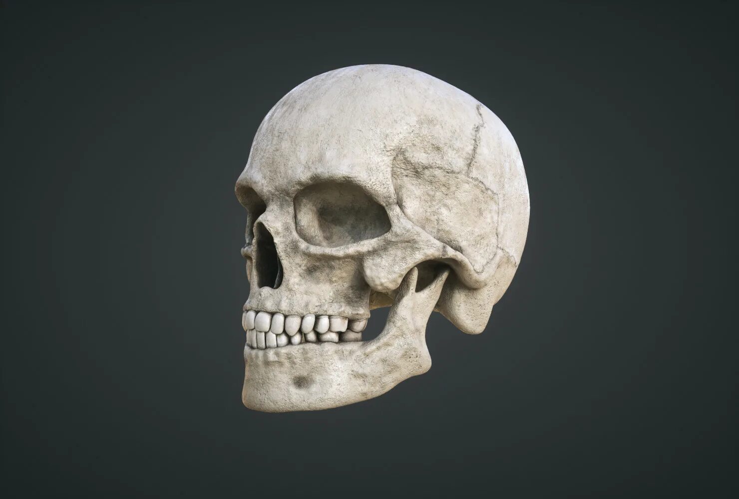 Череп человека. Human Skull 3d model. Череп человека модель. Череп человека 3d. 3 Черепа.