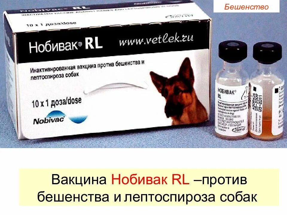 Нобивак Rabies для собак. Nobivac Rabies (Нобивак рабиес). Вакцина Нобивак Rabies для собак. Нобивак RL вакцинация собак. Бесплатная прививка от бешенства собаке в москве