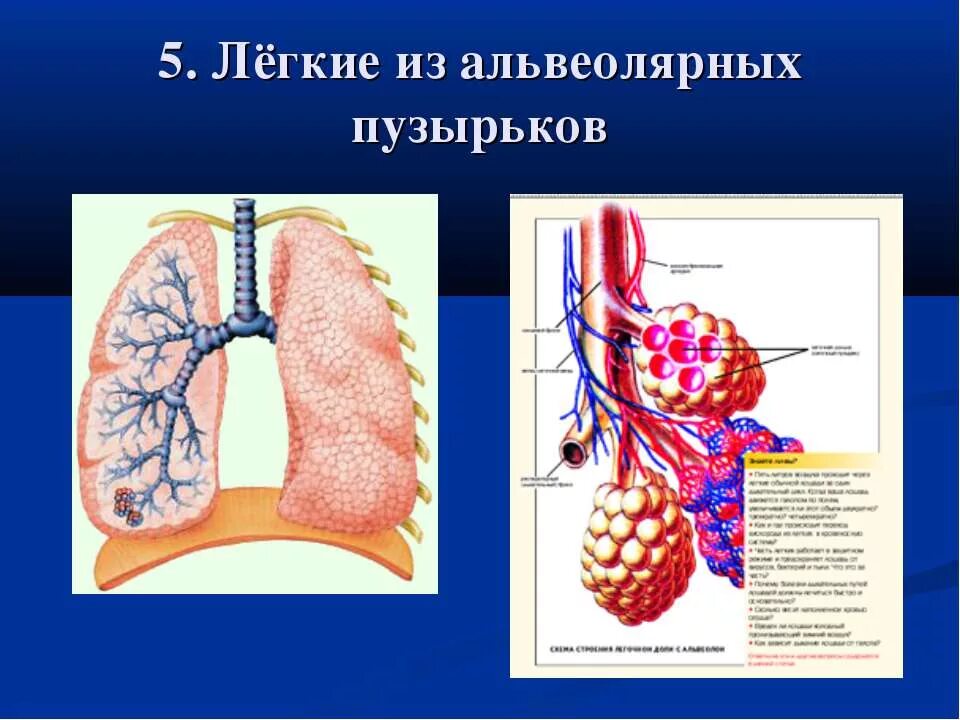 Альвеолярные легкие у млекопитающих. Альвеолы легких у млекопитающих. Лёгкие млекопитащих альвеолярные. Легкие альвеолярного типа.