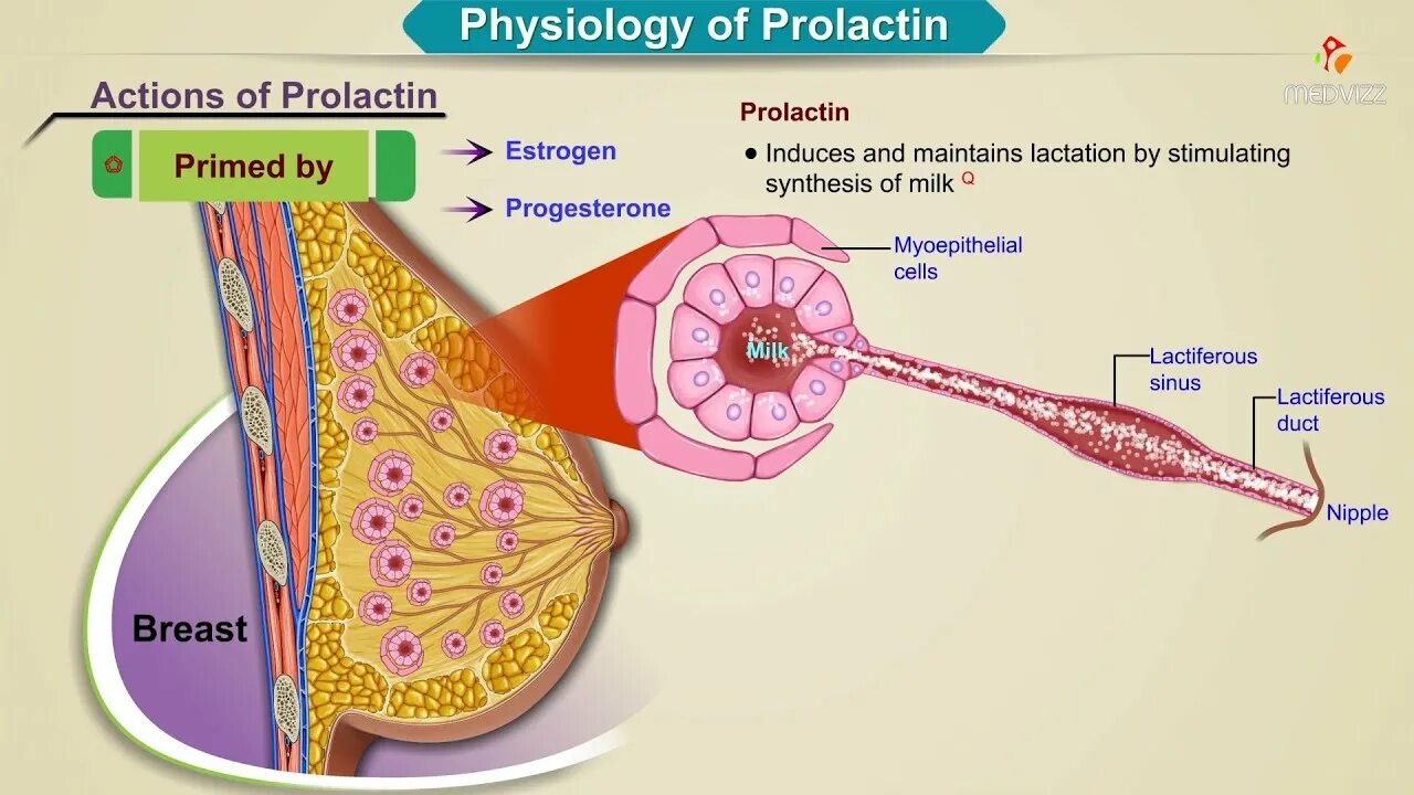 Пролактин. Prolactin Hormone. Пролактин картинки. Пролактин анимация.