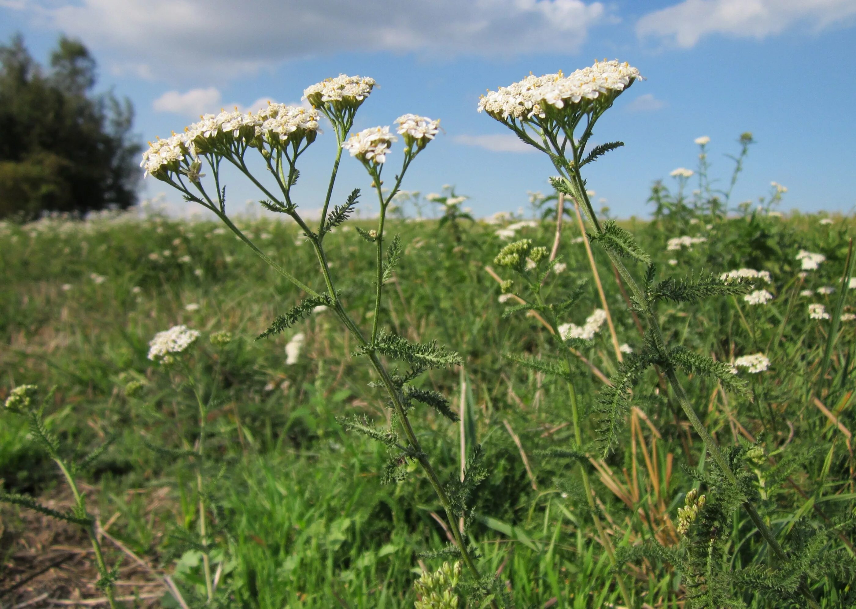 Трава в полный рост. Тысячелистник обыкновенный (Achillea millefolium). Тысячелистник обыкновенный (Achilléa millefólium). Тысячелистник обыкновенный (Achillea millefolium l.). Тысячелистник зонтичный Achillea umbellata.