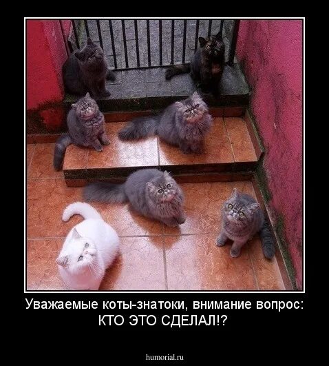 Кот знаток. Коты зеки. уважаемый кот. кот зэк.