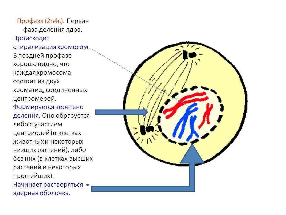 Спирализация хромосом фазы митоза. Профаза ядро ядерные оболочки ядрышки. Профаза 2n4c рисунок. Ранняя профаза митоза. Ранняя и поздняя профаза.