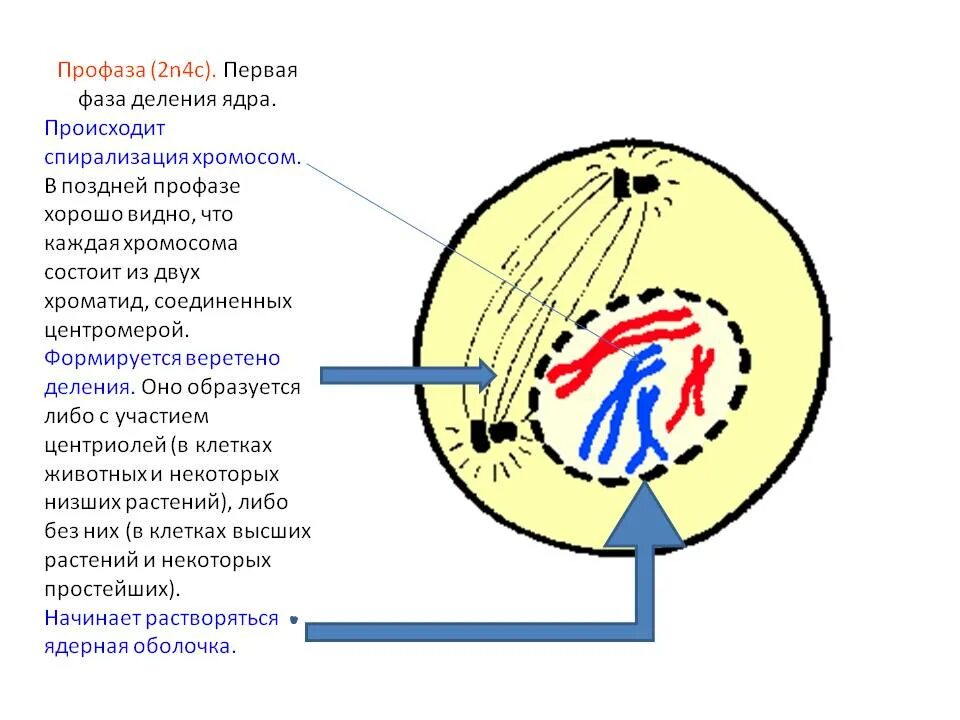 Профаза ядро ядерные оболочки ядрышки. Профаза 2n4c рисунок. Ранняя профаза митоза. Ранняя и поздняя профаза.