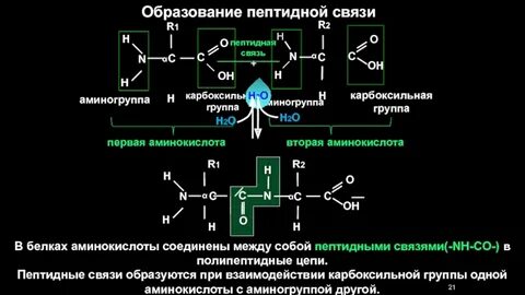 Пептидная связь представляет собой