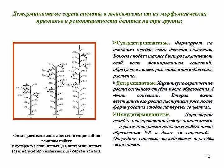 Что означает слово детерминантный