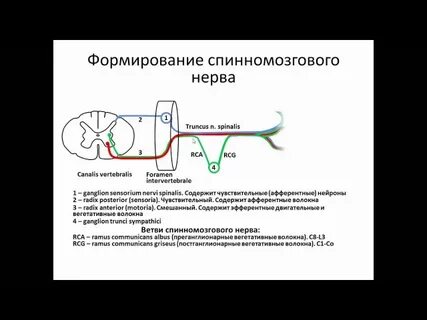 Двигательные волокна спинномозговых нервов образованы