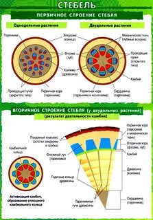 Анатомическое строение стебля травянистых растений