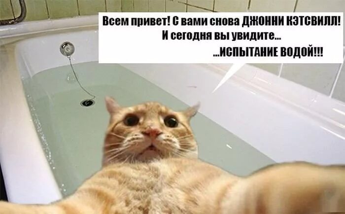 Всем привет с вами. Кот джонни кэтсвилл оригинал. Привет всем всем. Джонни кэтсвилл. Джонни кэтсвилл.