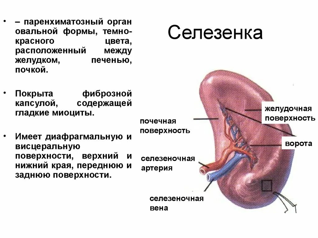 Процесс селезенки