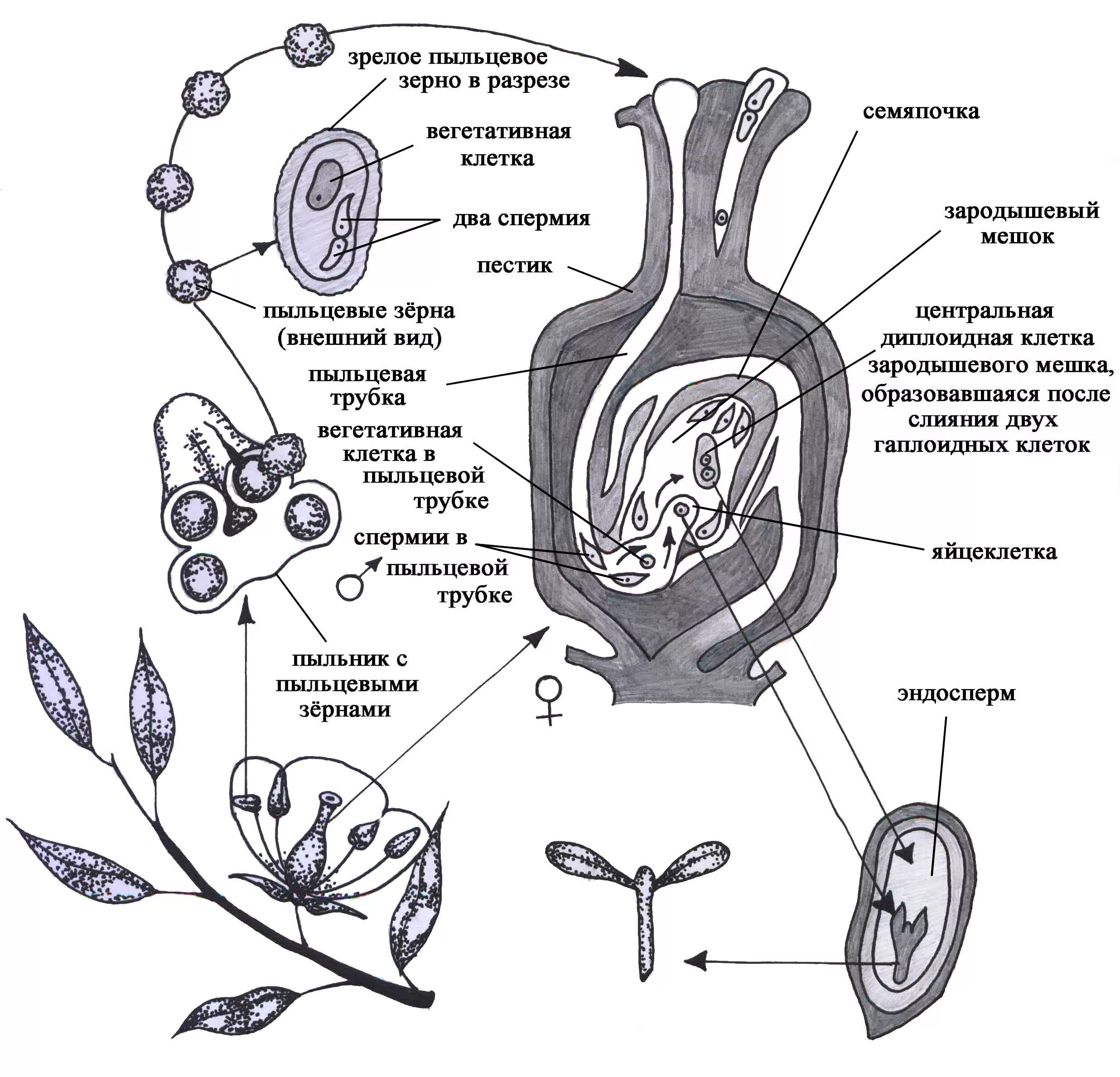 Женский гаметофит зародышевый мешок. Схема двойного оплодотворения у покрытосеменных растений. Процесс оплодотворения у цветковых растений схема. Схема двойного оплодотворения у цветковых растений. Двойное оплодотворение у покрытосеменных растений.