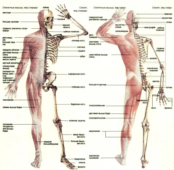 Передняя часть человека. Строение тела человека. Тело человека анатомия. Части тела человека названия.