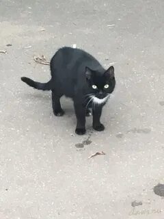 Подобрать котенка с улицы примета