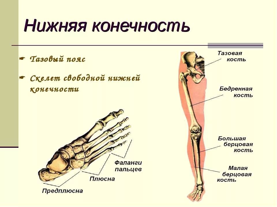 Стопа состоит из трех