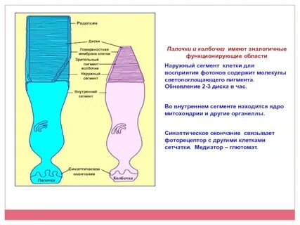Пигмент родопсин