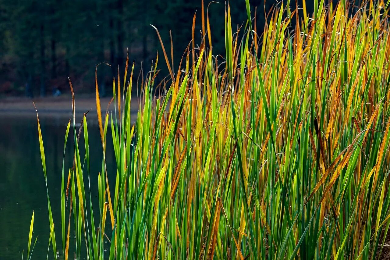 Тростник южный. Тростник phragmites Australis. Тростник обыкновенный (Очерет). Тростник Южный phragmites Australis. Камыш Очерет.