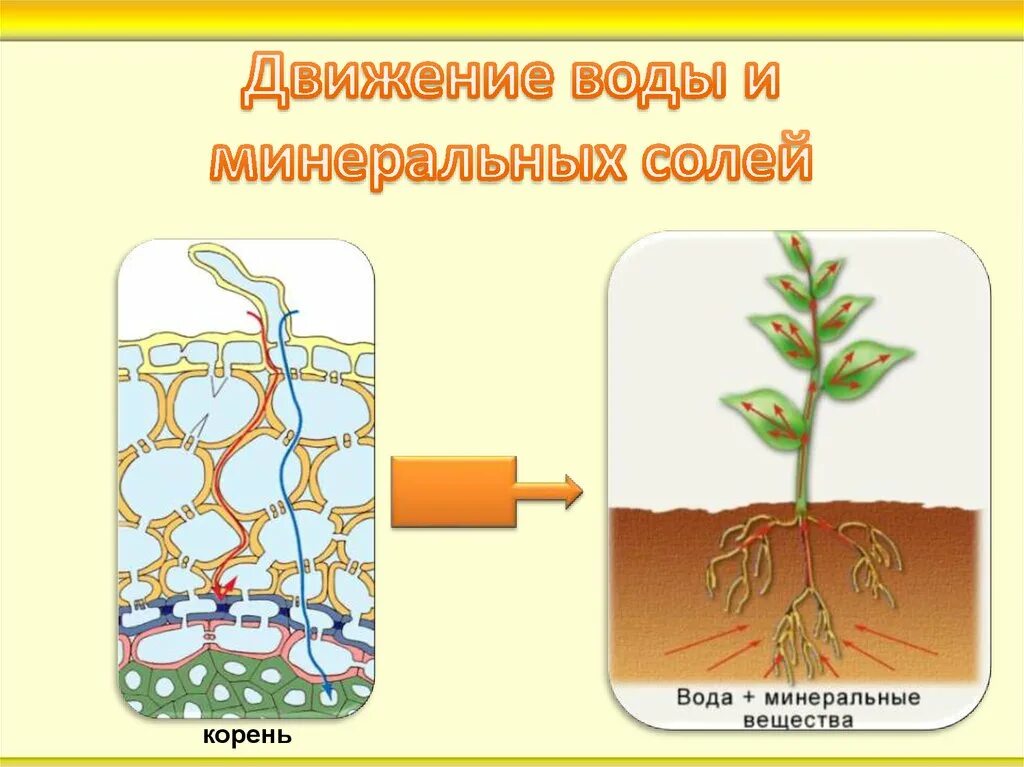 Вода поступает в корень через. Поглощение корнями воды и Минеральных веществ. Схема продвижения веществ поглощенныхкорневыми волосками. Схема движения веществ поглощенных корнем. Движение воды и Минеральных веществ от корня.