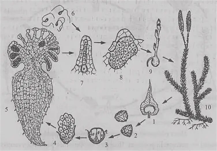 Деление клеток архегония. Заросток плауна. Антеридии и архегонии хвоща. Жизненный цикл плауна рисунок. Заросток исходные клетки.