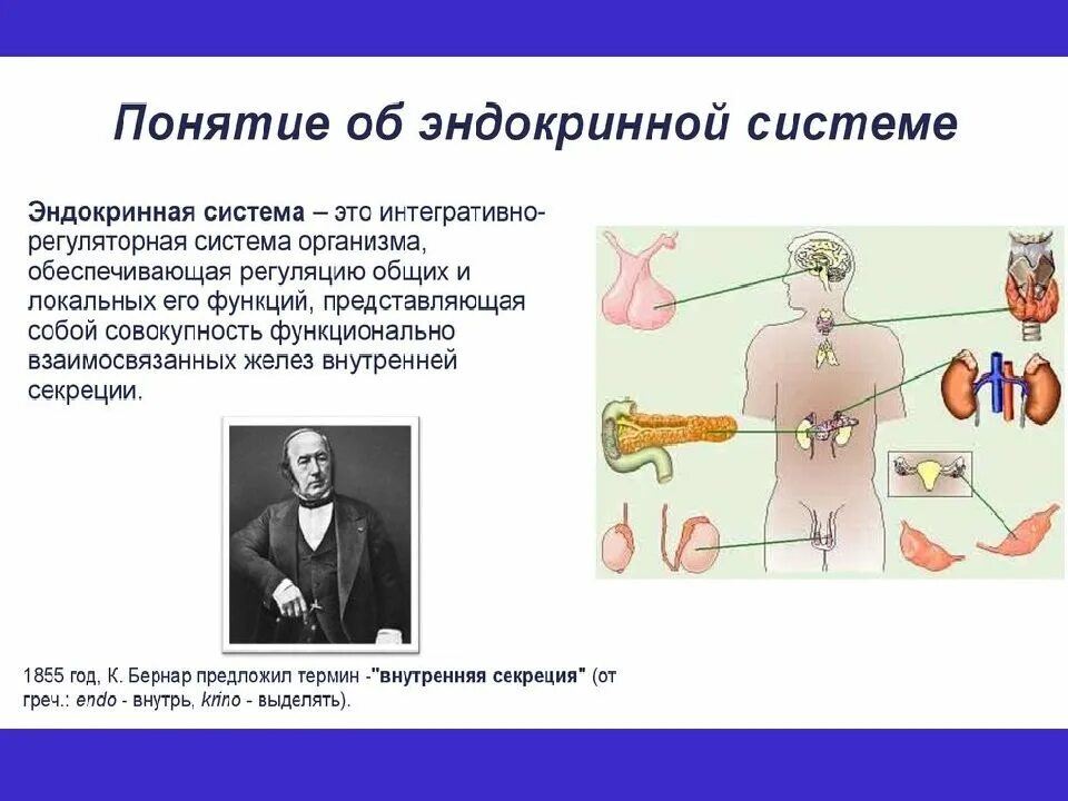 Железы внутренней секреции особенности строения. Понятие желез внутренней секреции. Система органов эндокринной системы. Физиология желез внутренней секреции физиология. Понятие об эндокринной системе.