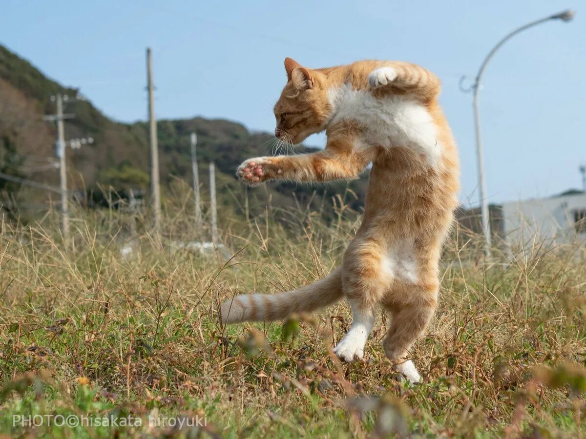 Где котики танцуют. Танцующий кот. Кот танцует. Танцующая кошка. Кот танцует брейк.