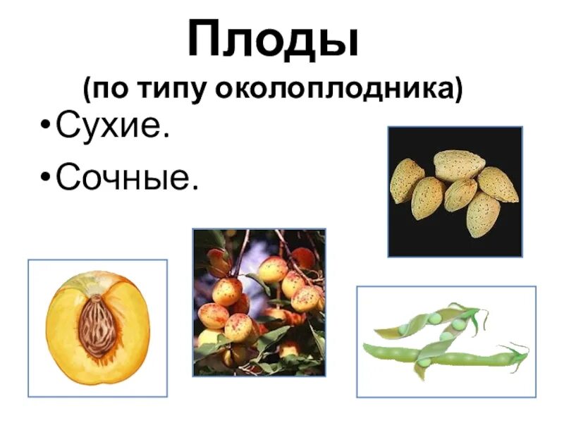 Перечислите сочные плоды. Сухой околоплодник. плоды околоплодник сухие сочные. плоды по типу околоплодника. персик сухой или сочный плод.